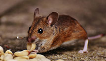 24 Hour & Emergency Exterminators in Logan, UT